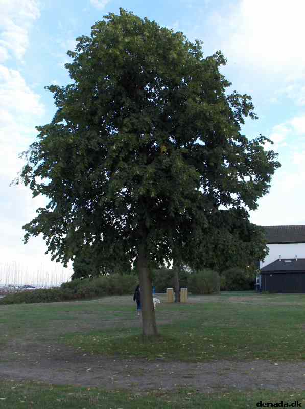 * Image 6