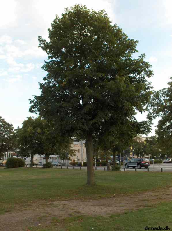 * Image 7