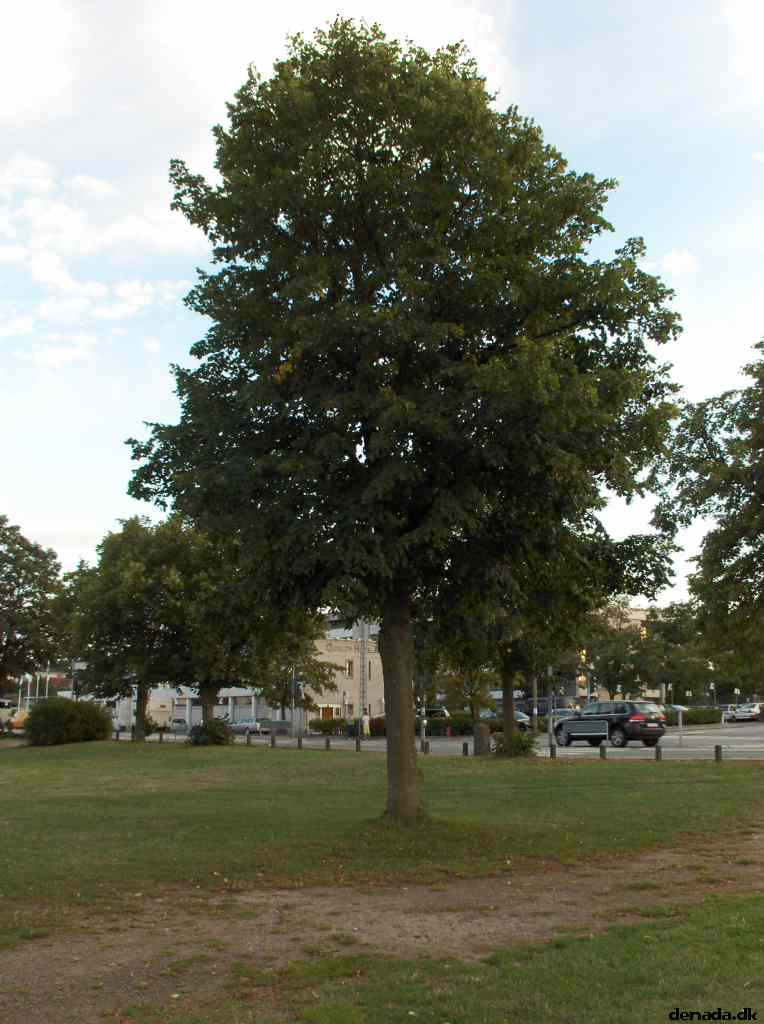 * Image 7