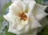 HPIM0301.JPG - 2006:08:14 10:23:30