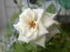 HPIM0304.JPG - 2006:08:14 10:24:43