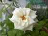 HPIM0306.JPG - 2006:08:14 10:24:58