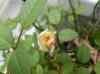 HPIM0309.JPG - 2006:08:14 10:25:27