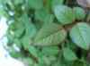 HPIM0310.JPG - 2006:08:14 10:25:46