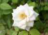 HPIM0313.JPG - 2006:08:14 10:26:19