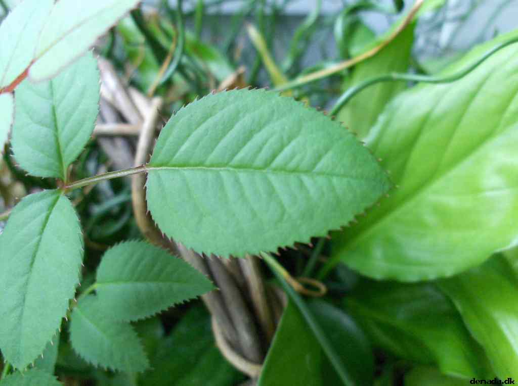 * Image 7