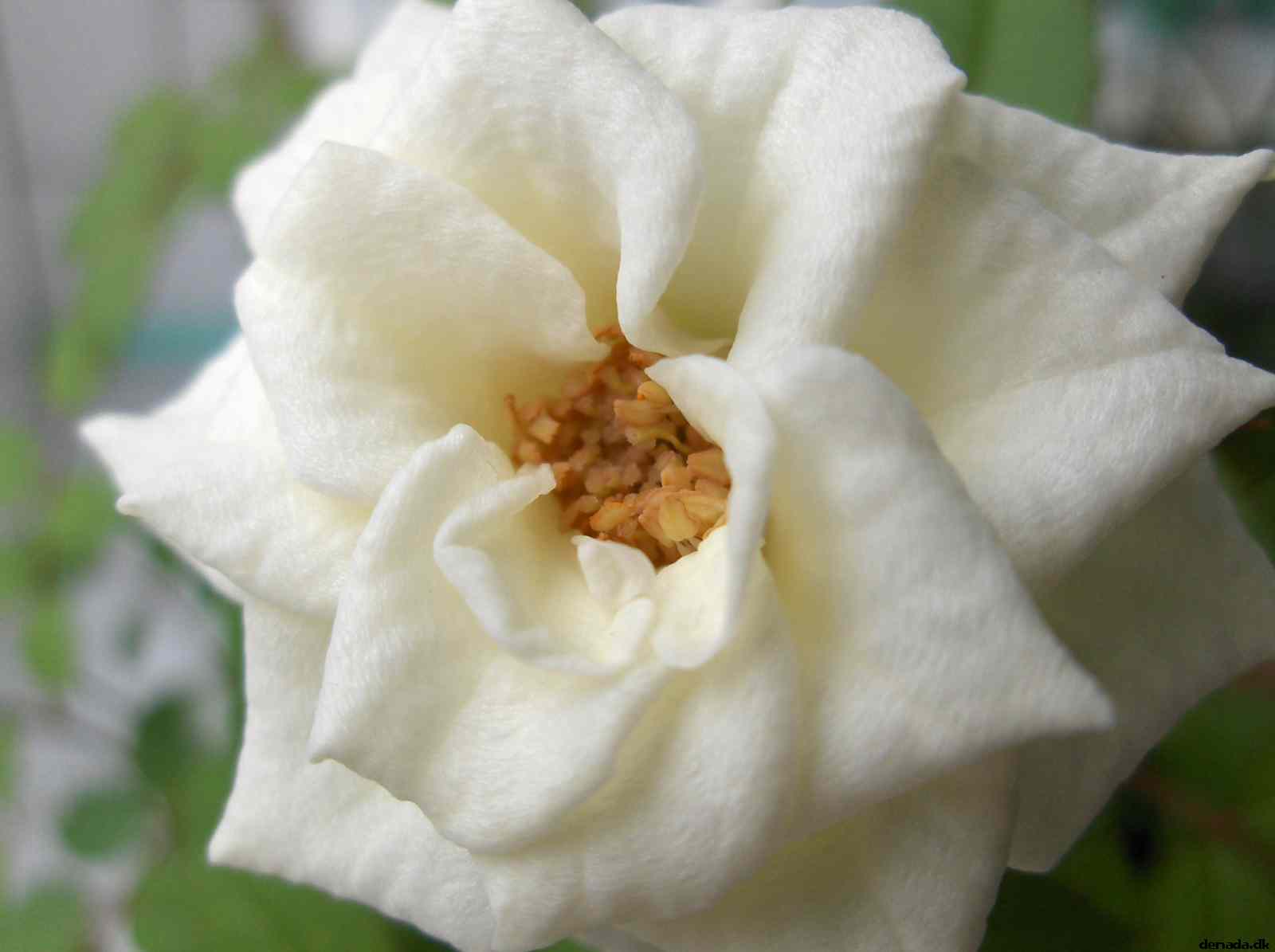 * Image 1