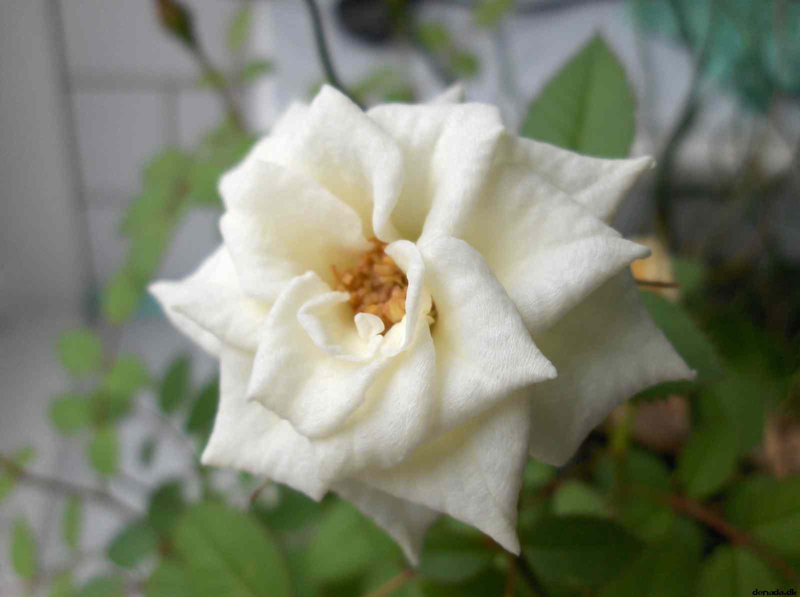 * Image 2