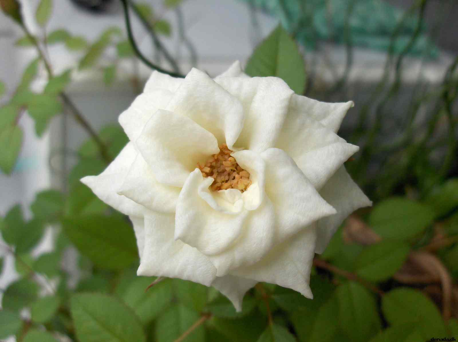 * Image 3