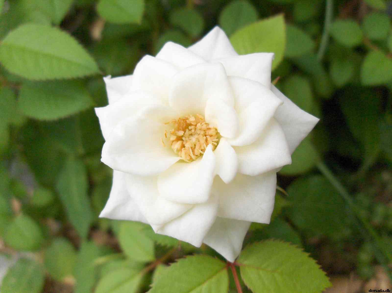 * Image 8