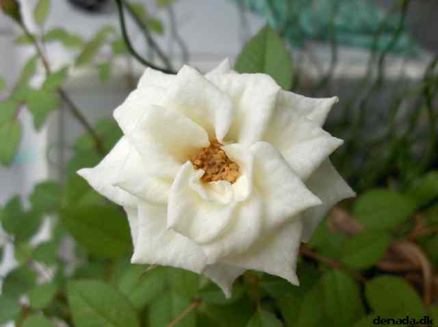 * Image 3