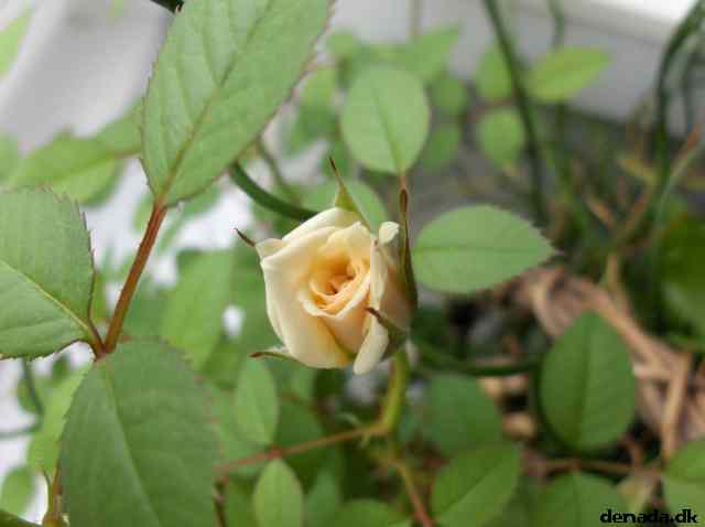 * Image 4