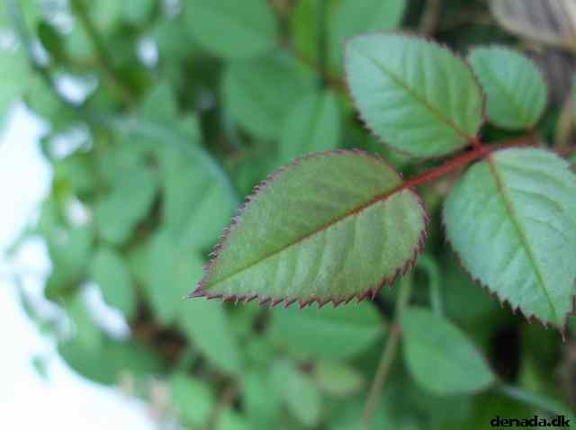 * Image 5
