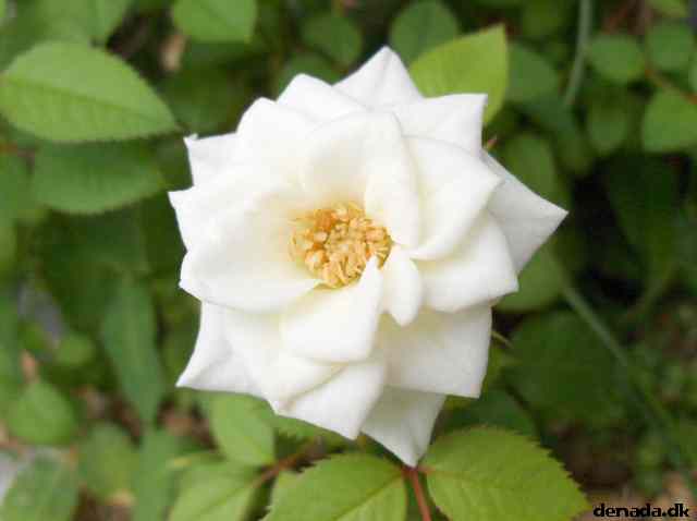 * Image 8