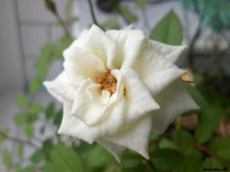 * Image 2