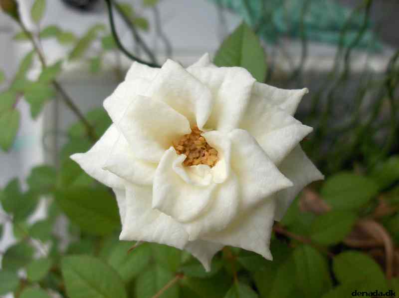 * Image 3
