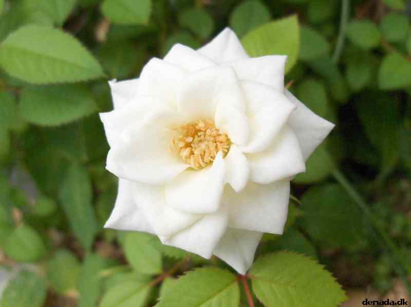 * Image 8