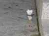 HPIM0379.JPG - 2006:08:19 19:41:12