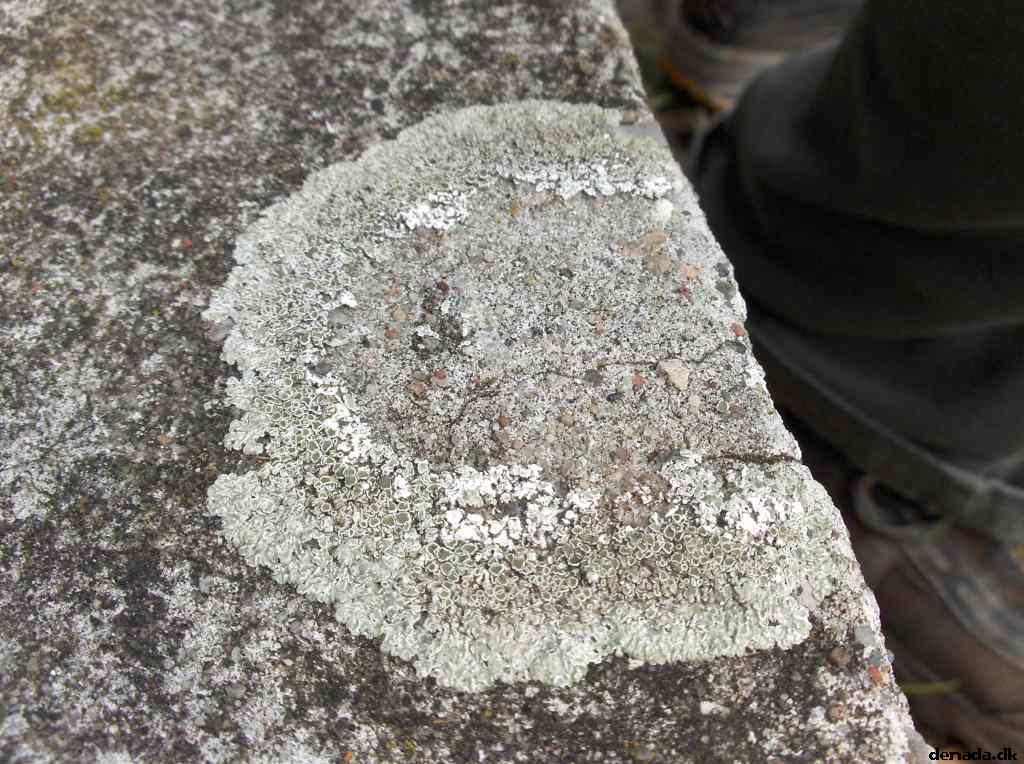 * Image 91