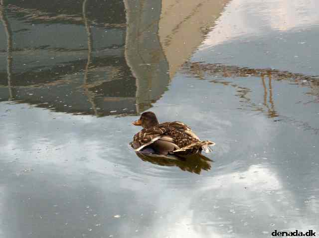* Image 36