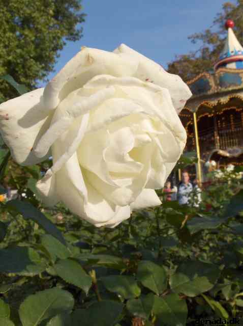* Image 36