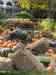 HPIM1022.JPG - 2006:10:22 14:14:19
