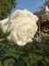 HPIM1032.JPG - 2006:10:22 15:14:09