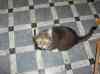 HPIM1351.JPG - 2006:12:24 10:52:17