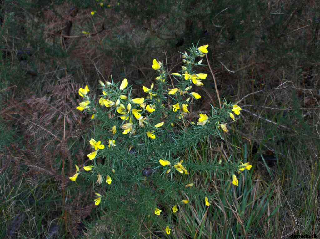 * Image 73