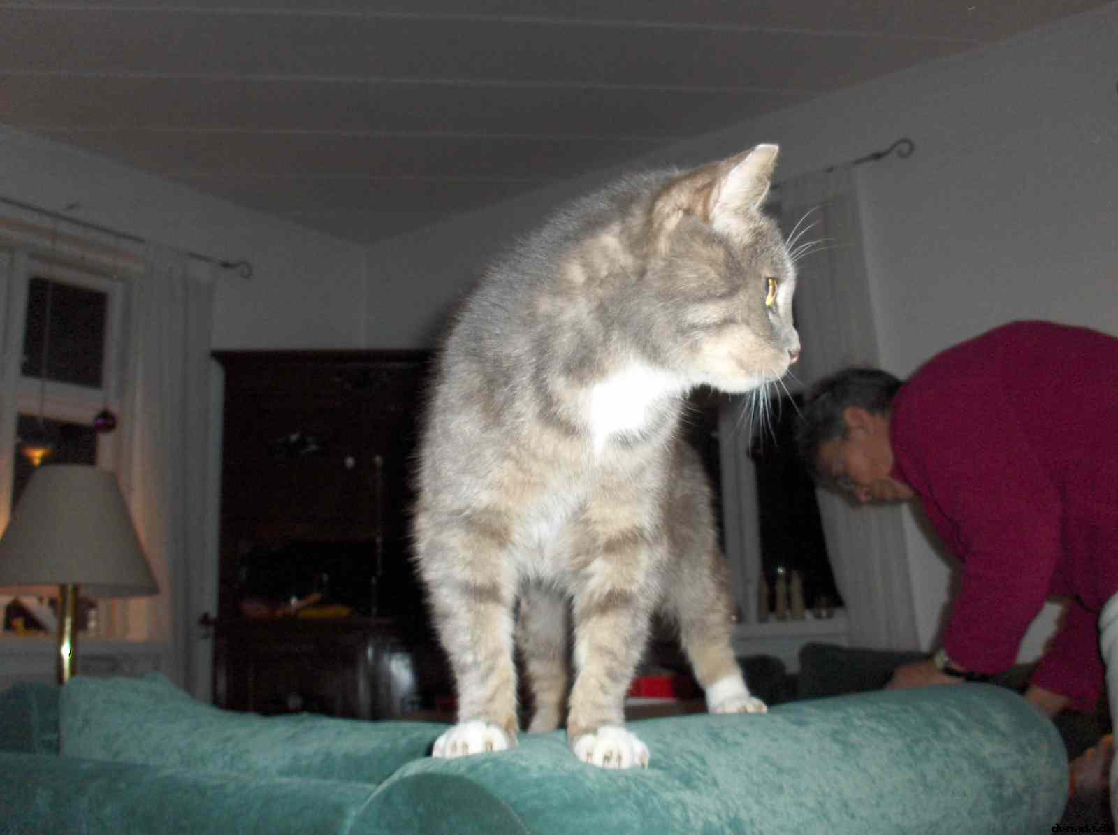 * Image 4