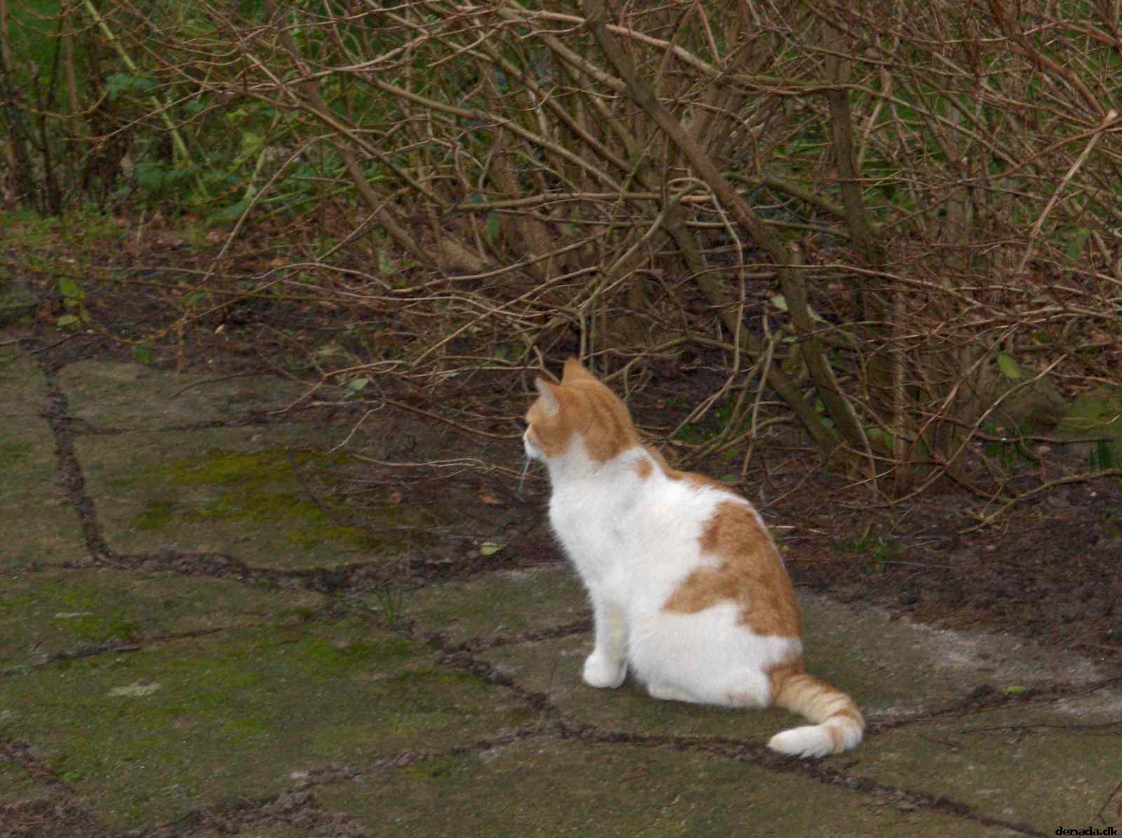 * Image 35