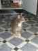 HPIM1369.JPG - 2006:12:24 14:21:46