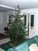 20061224_juletrae01.jpg - 2006:12:23 17:20:36