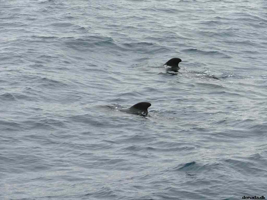 * Image 185