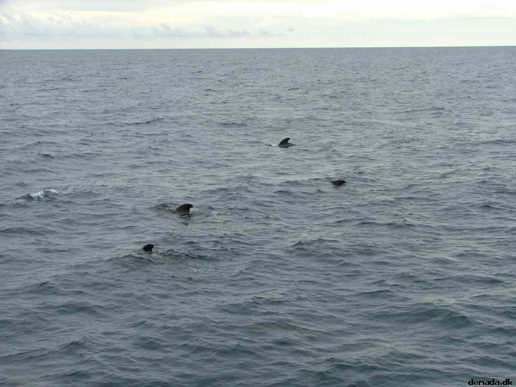 * Image 186