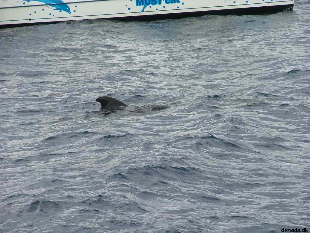 * Image 181