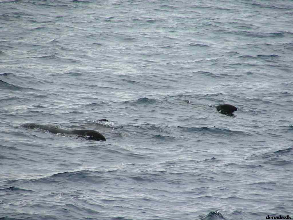 * Image 190