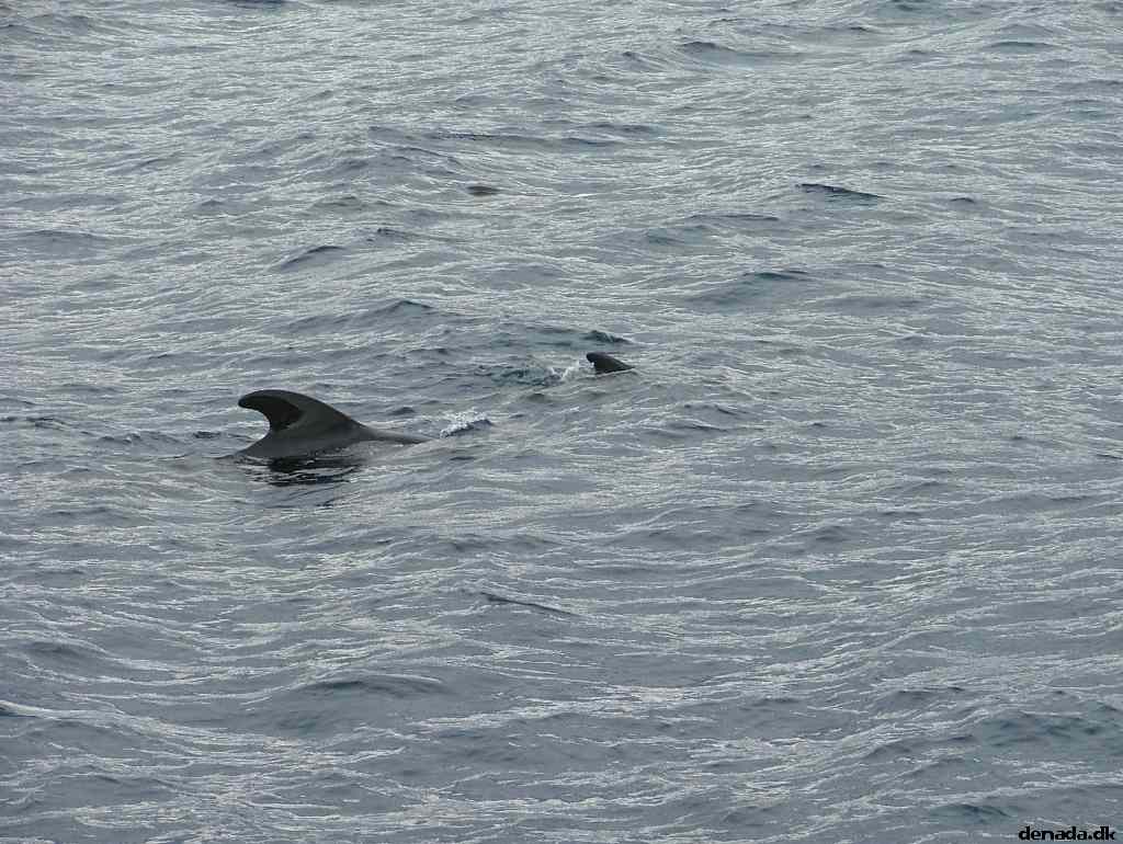 * Image 194