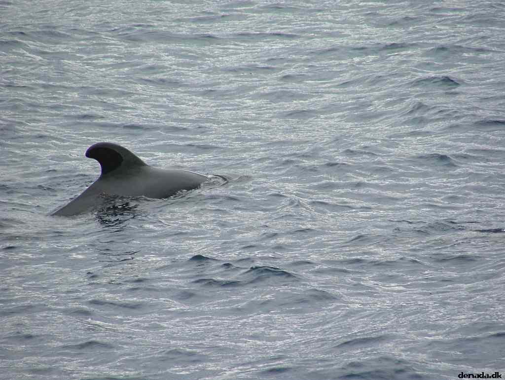 * Image 196