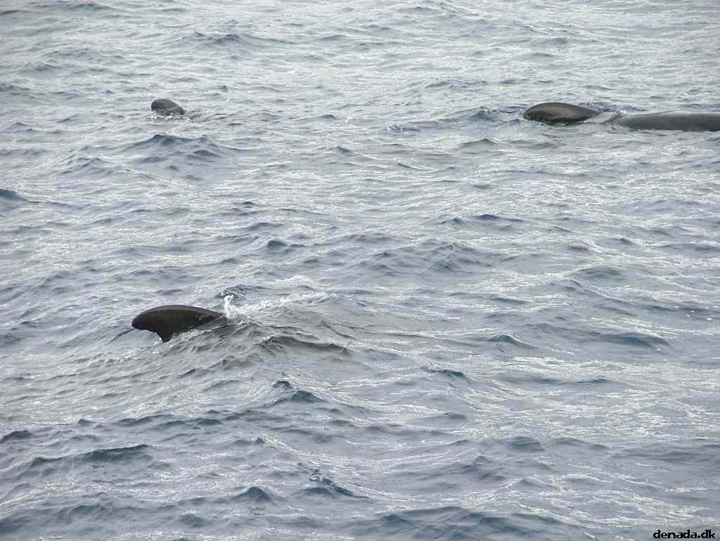 * Image 200