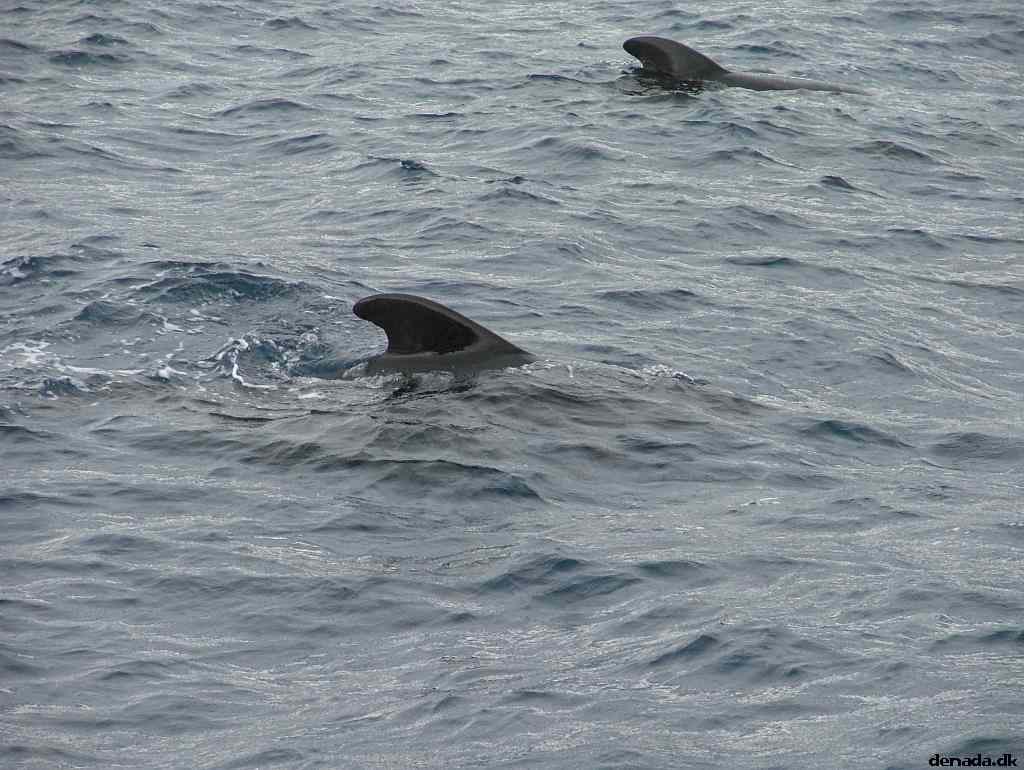* Image 201