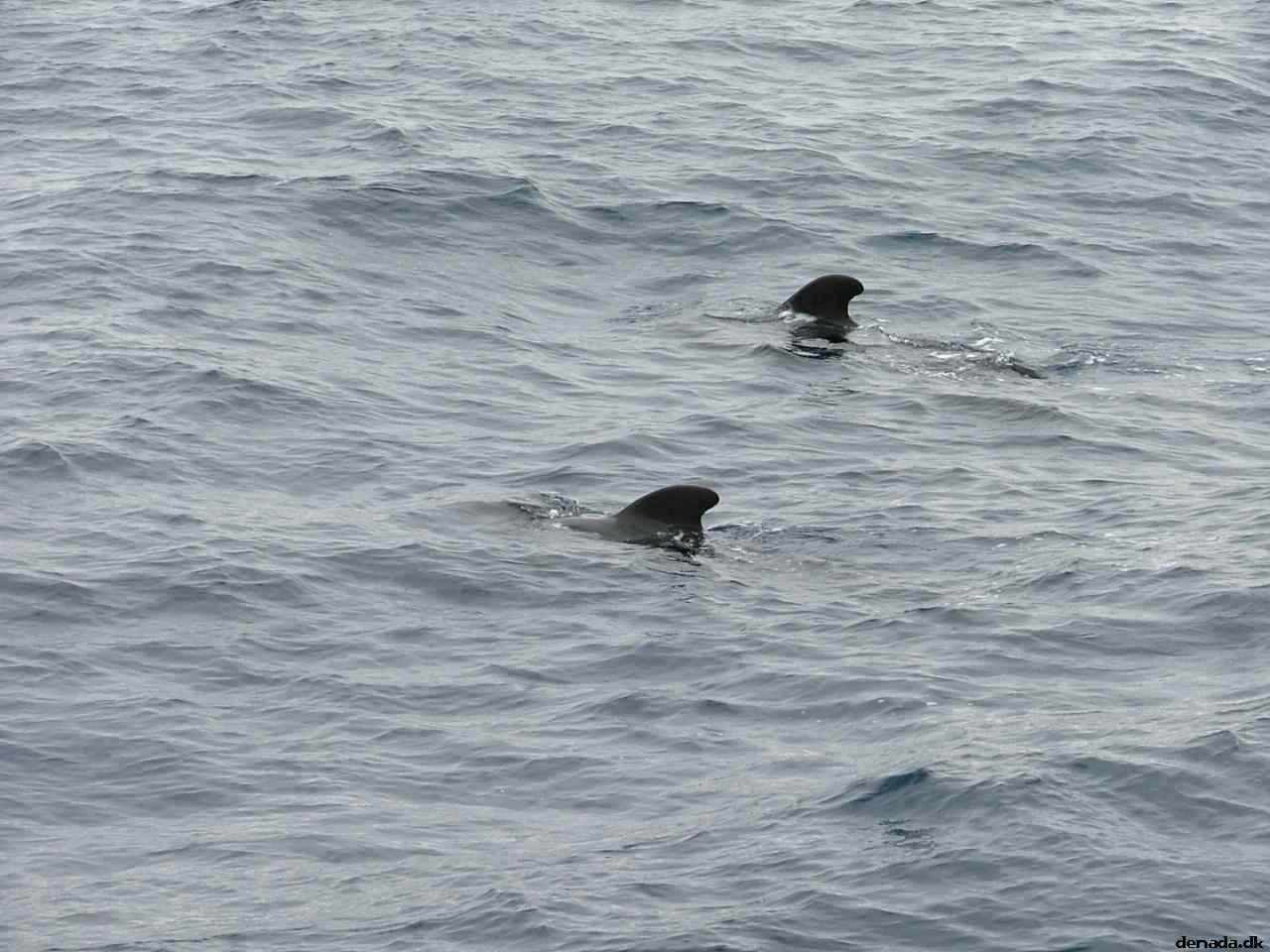 * Image 185
