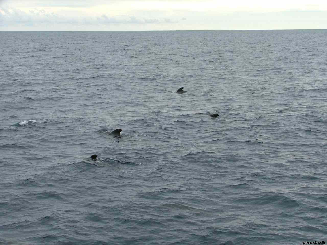 * Image 186