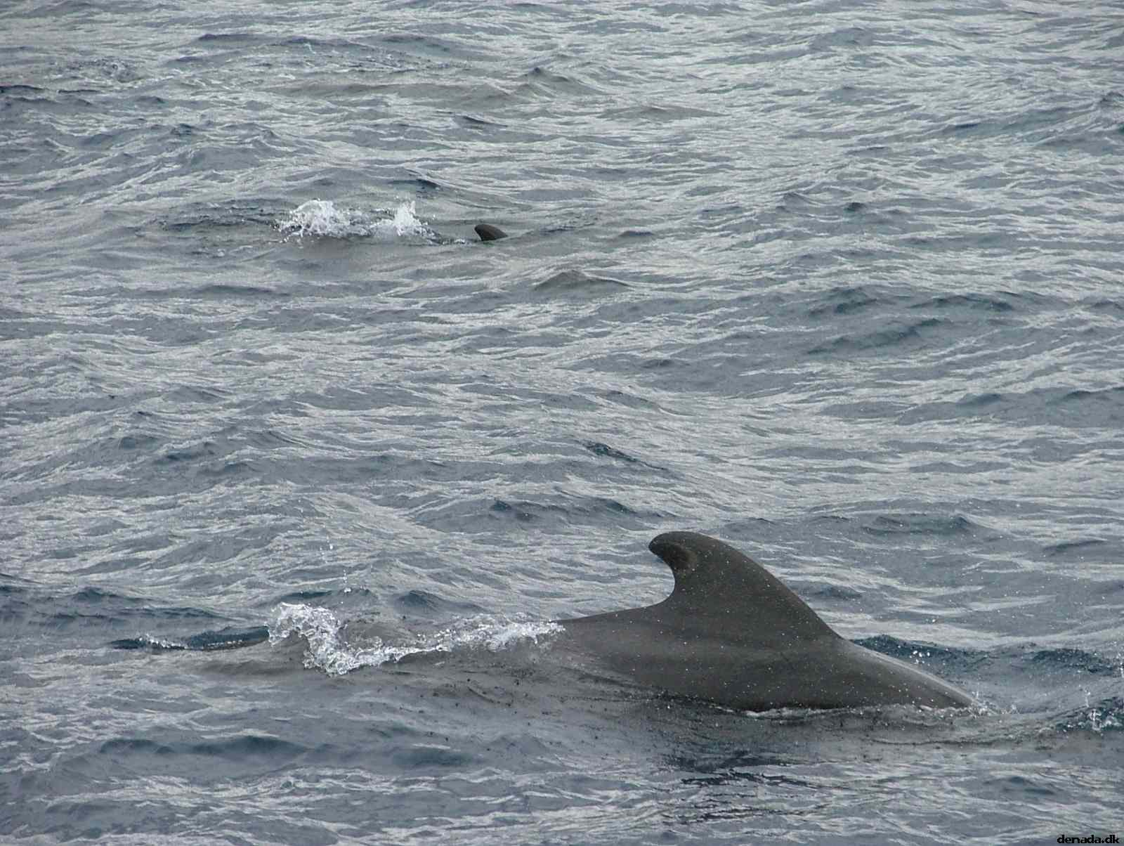 * Image 183