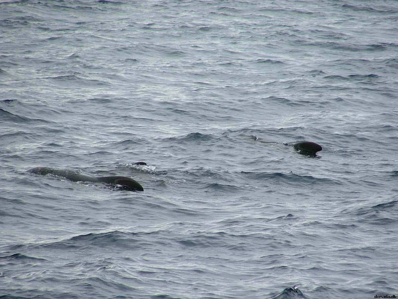 * Image 190