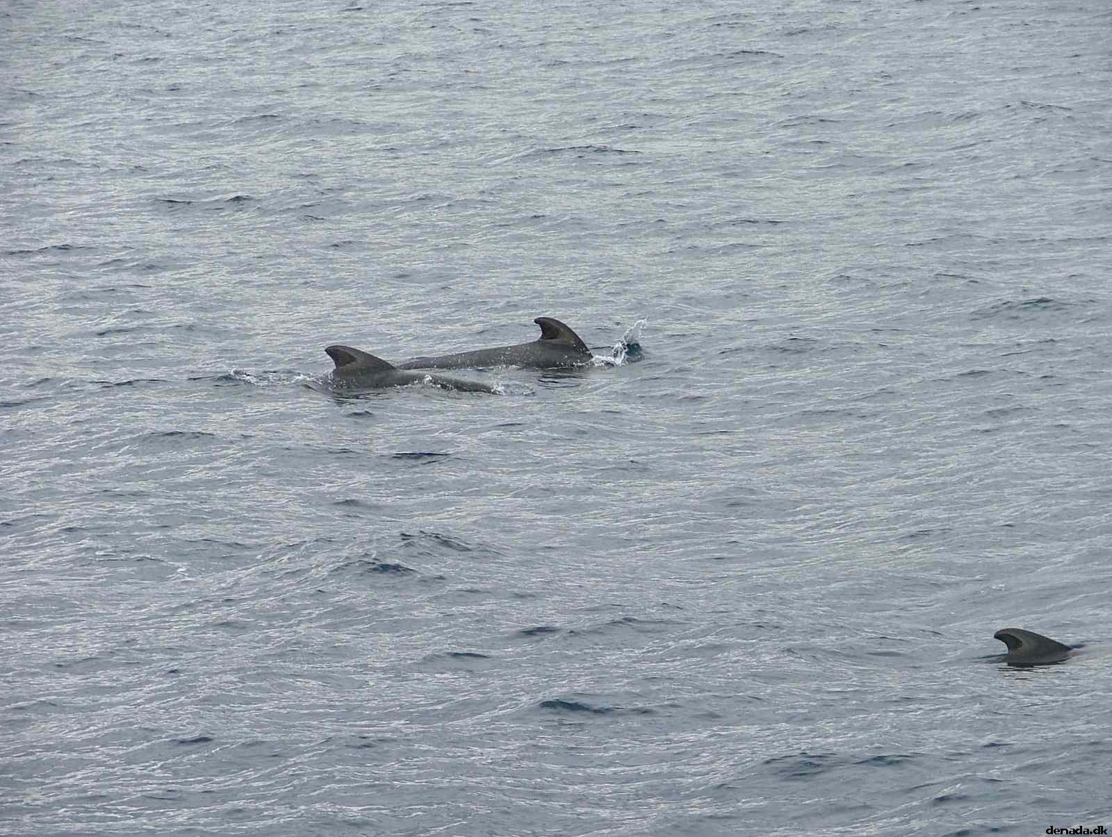* Image 193