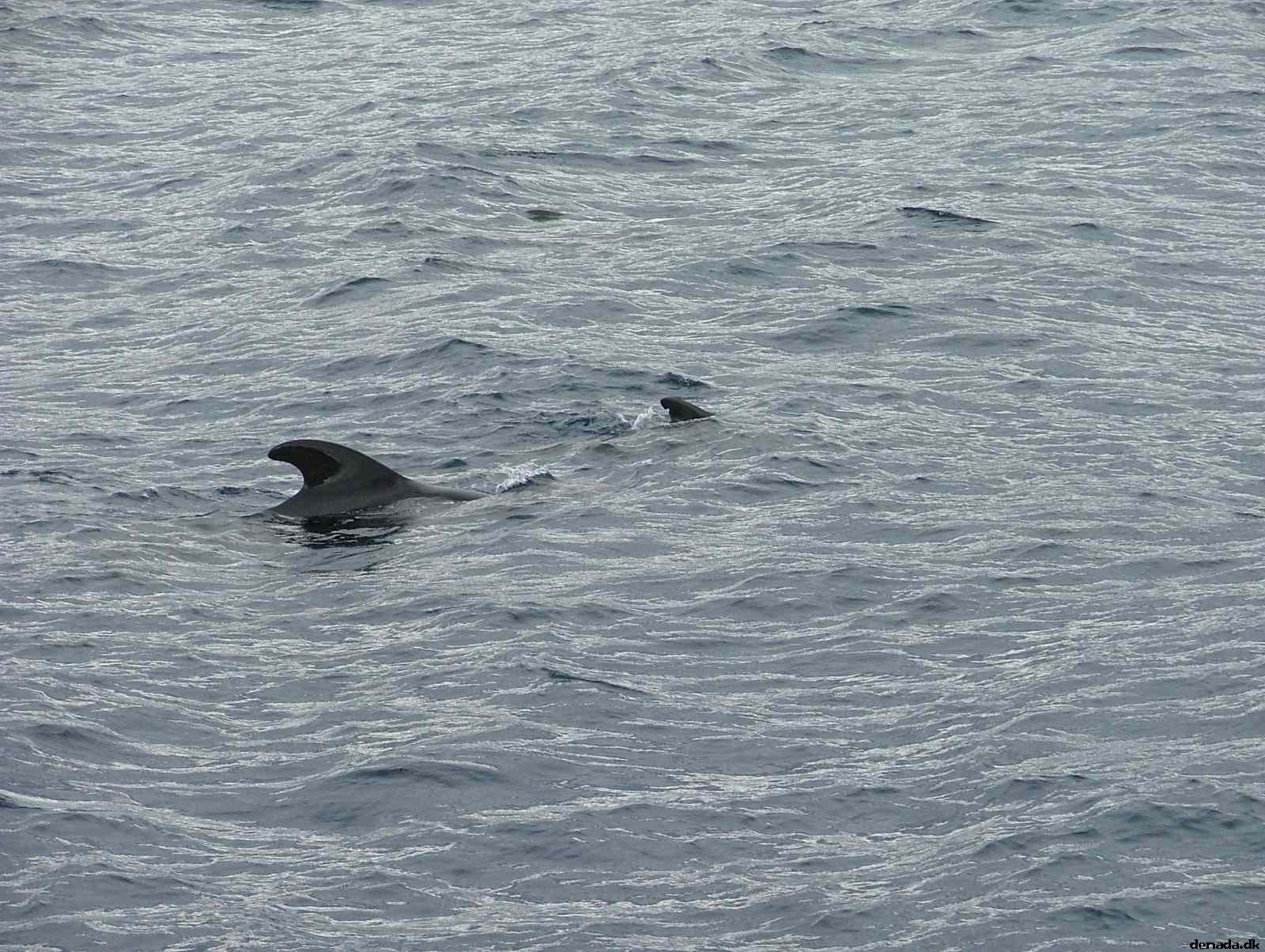 * Image 194