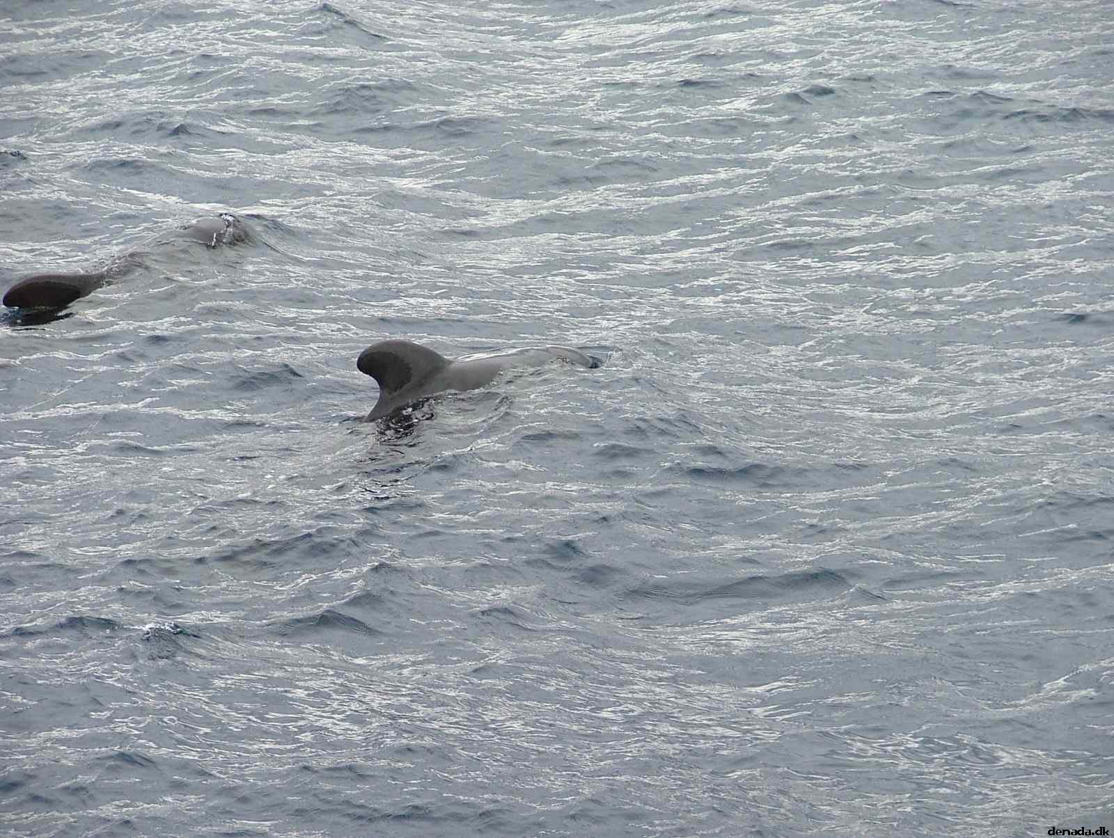 * Image 195