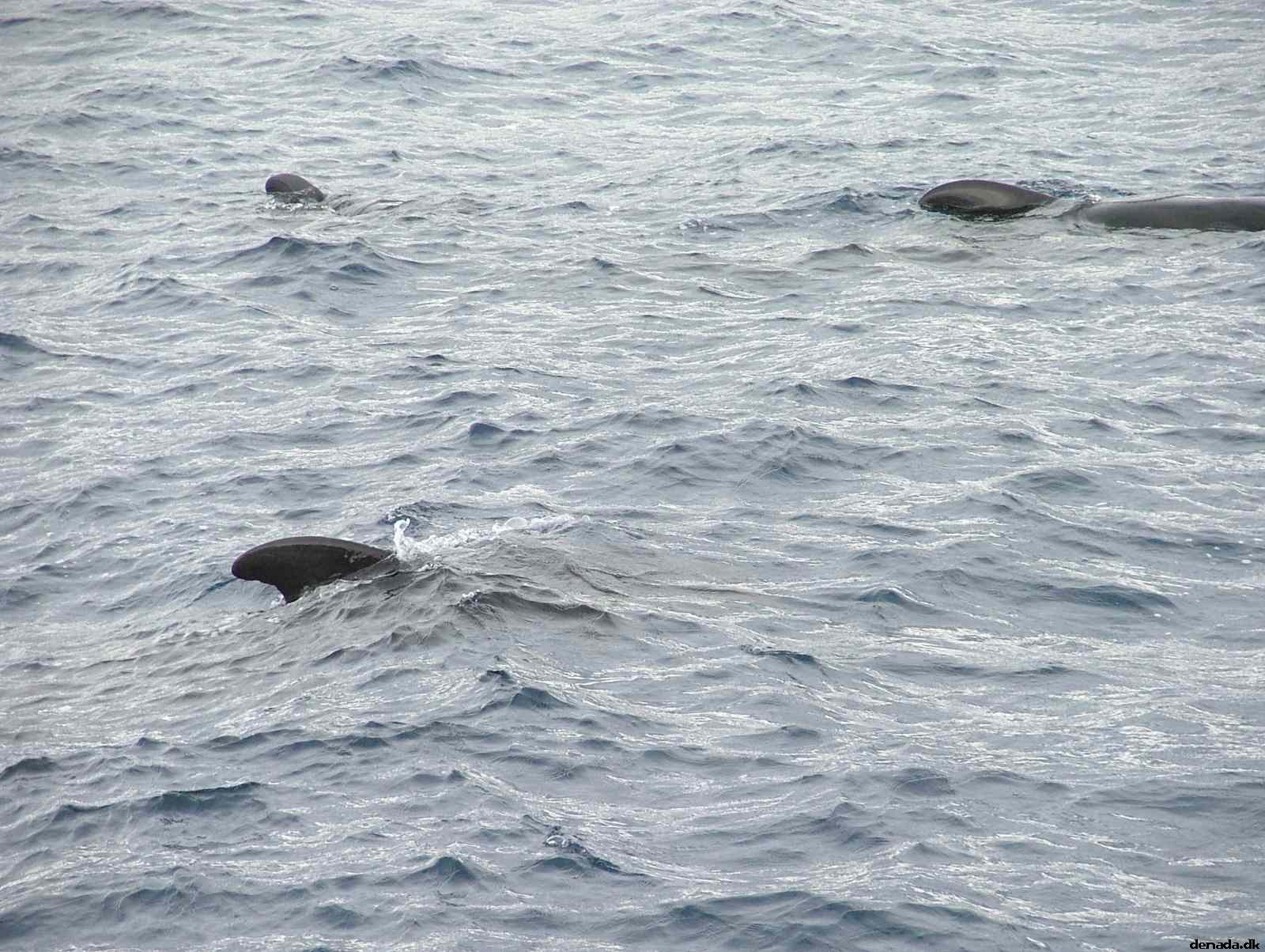* Image 200