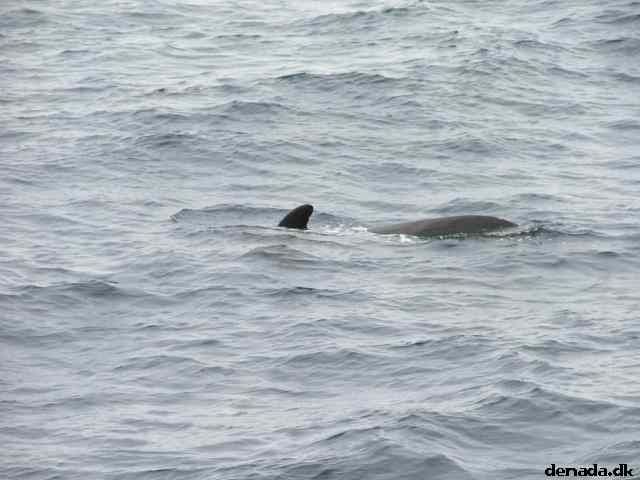 * Image 187